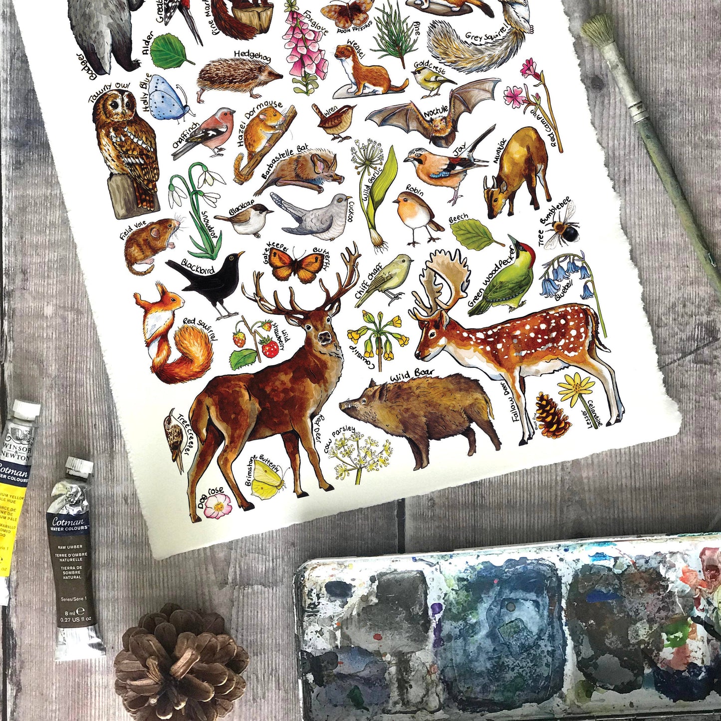 'Woodland Wildlife of Britain' Blank Postcard