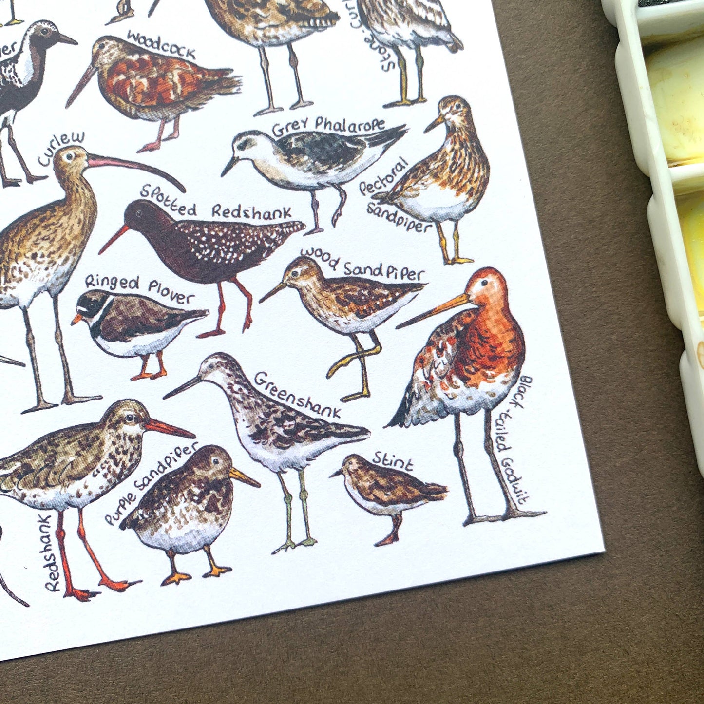 'Waders of Britain' Blank Postcard