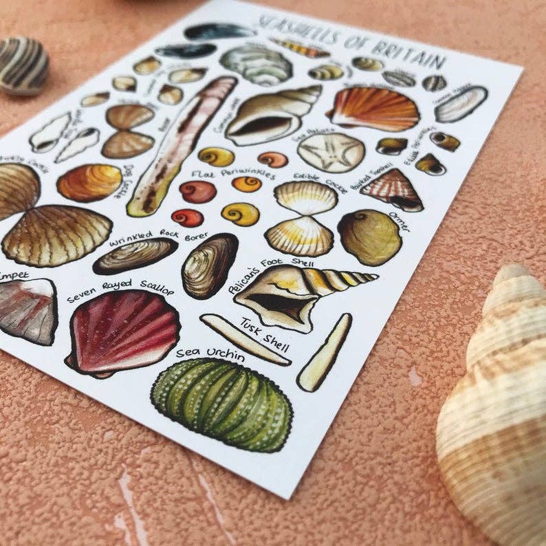 'Seashells of Britain' Blank Postcard
