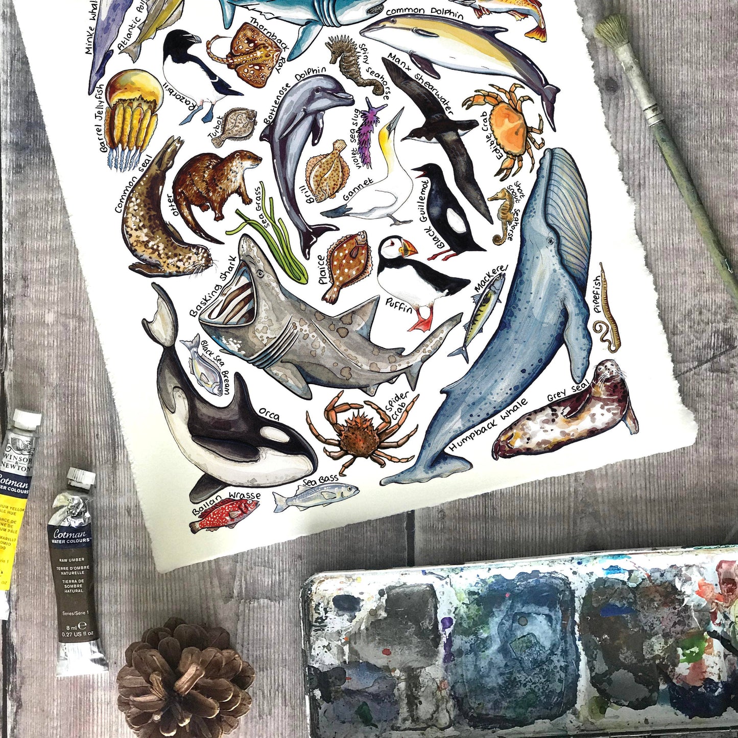 'Marine Wildlife of Britain' Blank Postcard