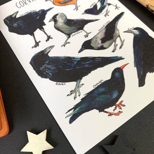 'Corvids of Britain' Blank Postcard