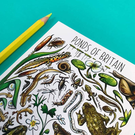 'Pond Life of Britain' Blank Postcard