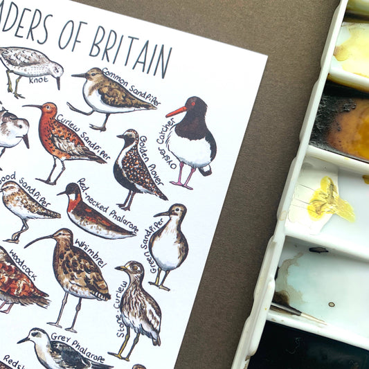 'Waders of Britain' Blank Postcard