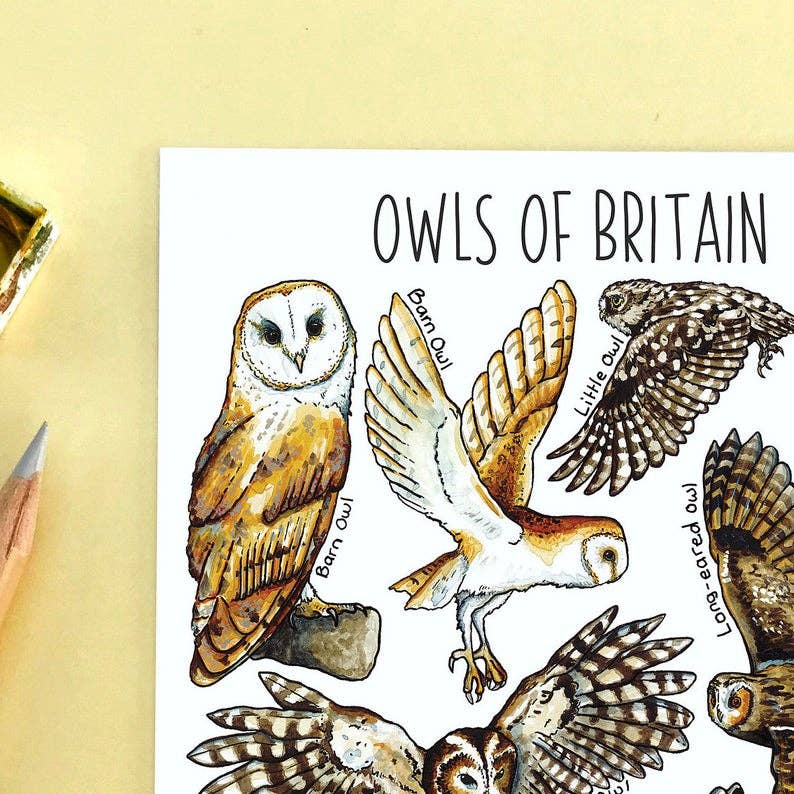 'Owls of Britain' Blank Postcard