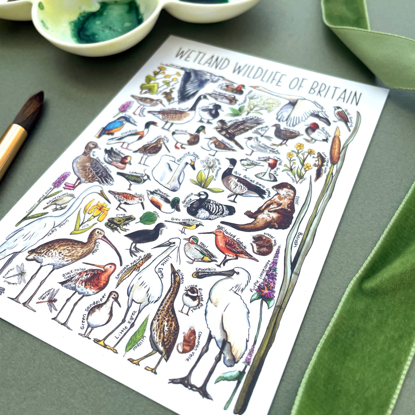 'Wetlands Wildlife of Britain' Blank Postcard