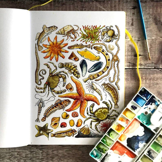 'Rockpools of Britain' Blank Postcard