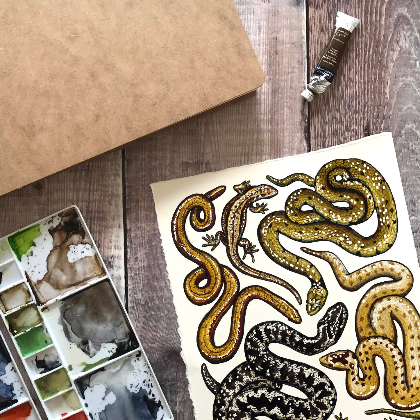 'Reptiles of Britain' Blank Postcard
