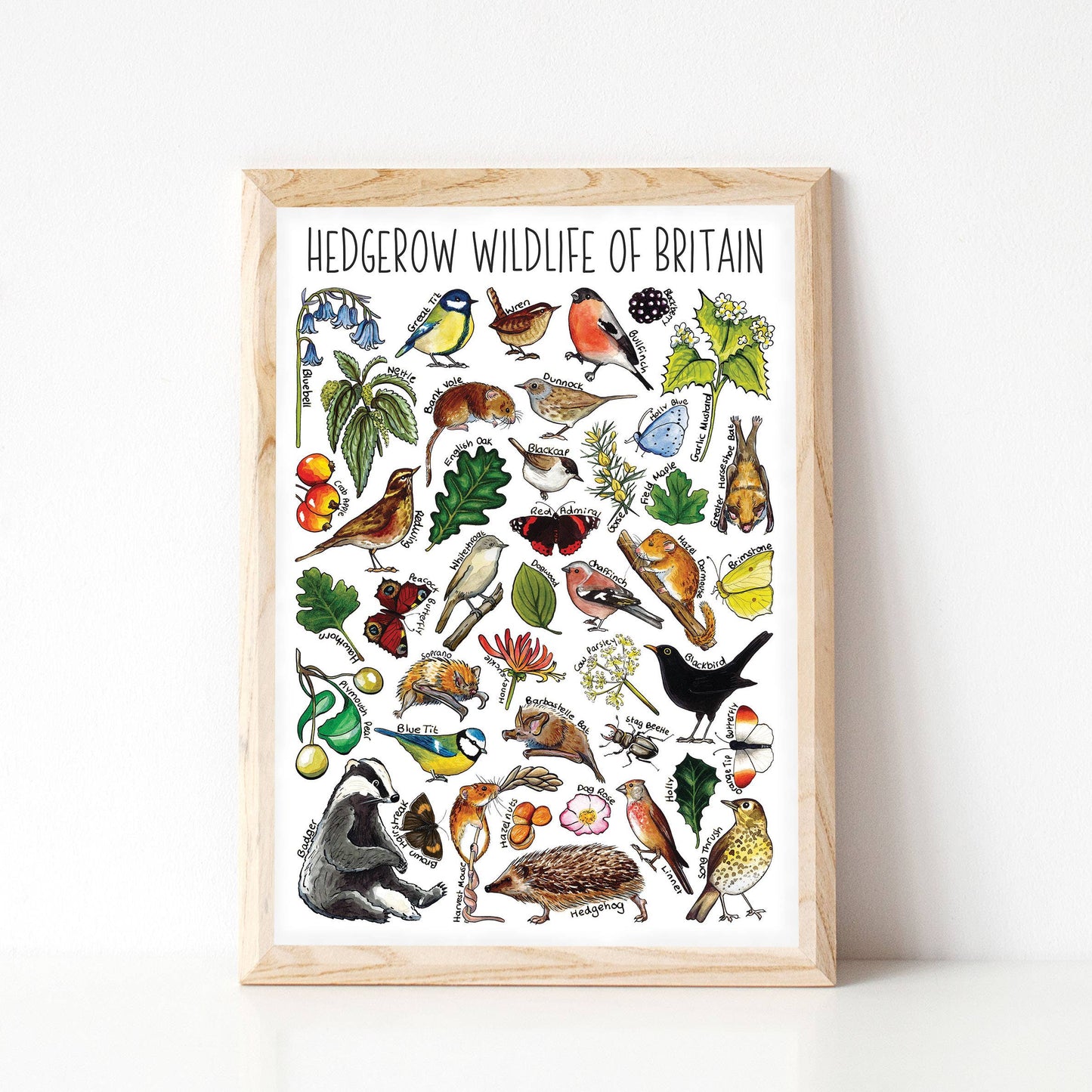 'Hedgerow Wildlife of Britain' Blank Postcard