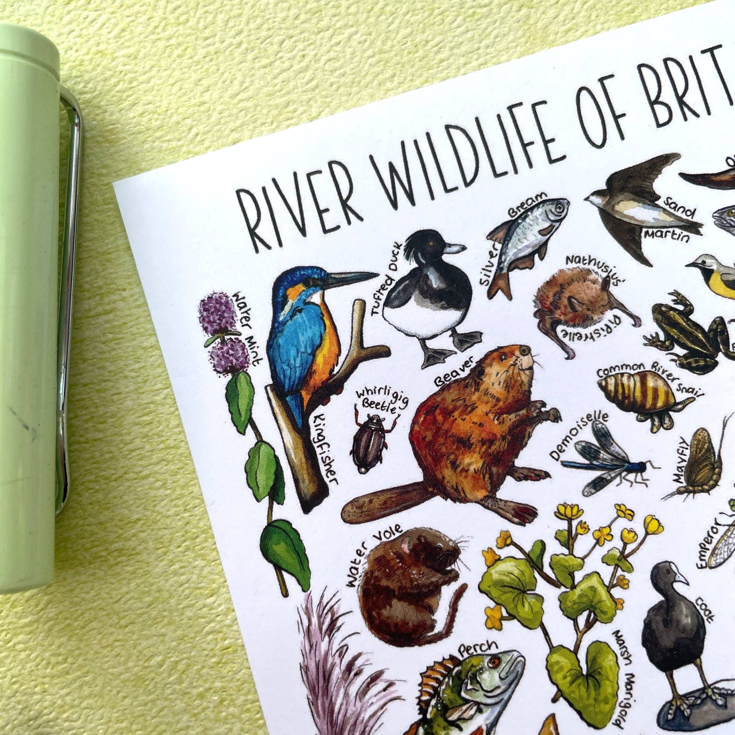 'River Wildlife of Britain' Blank Postcard