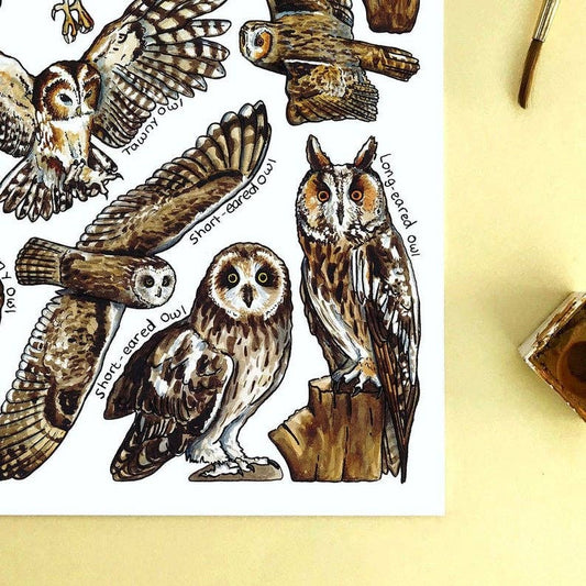 'Owls of Britain' Blank Postcard