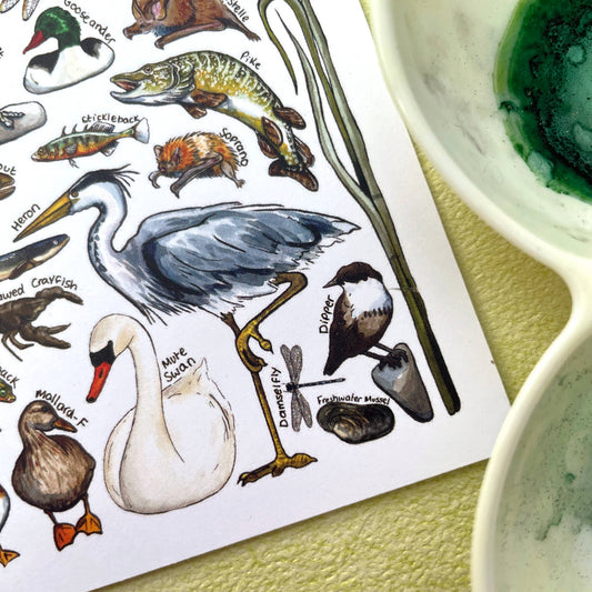 'River Wildlife of Britain' Blank Postcard