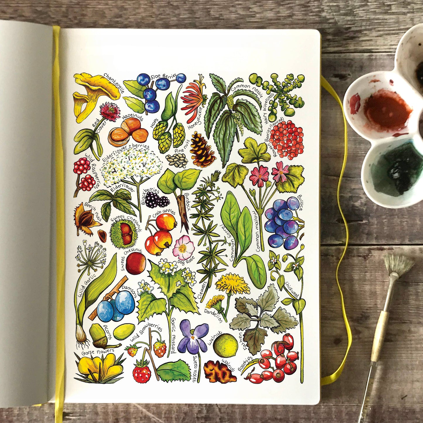 'Foraging in Britain' Blank Postcard