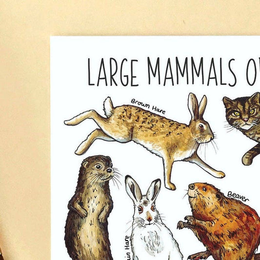 'Large Mammals of Britain' Blank Postcard