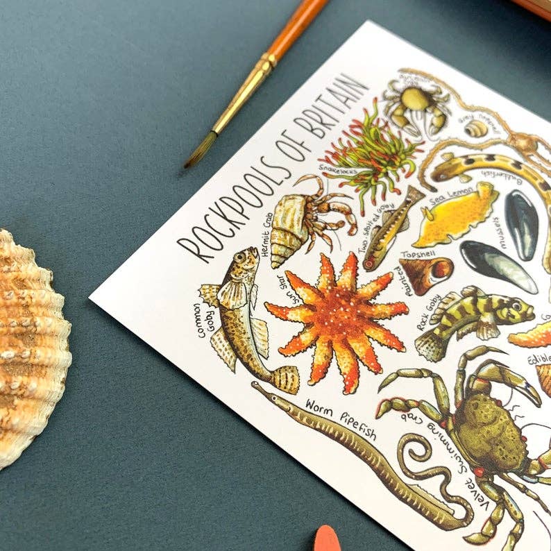 'Rockpools of Britain' Blank Postcard
