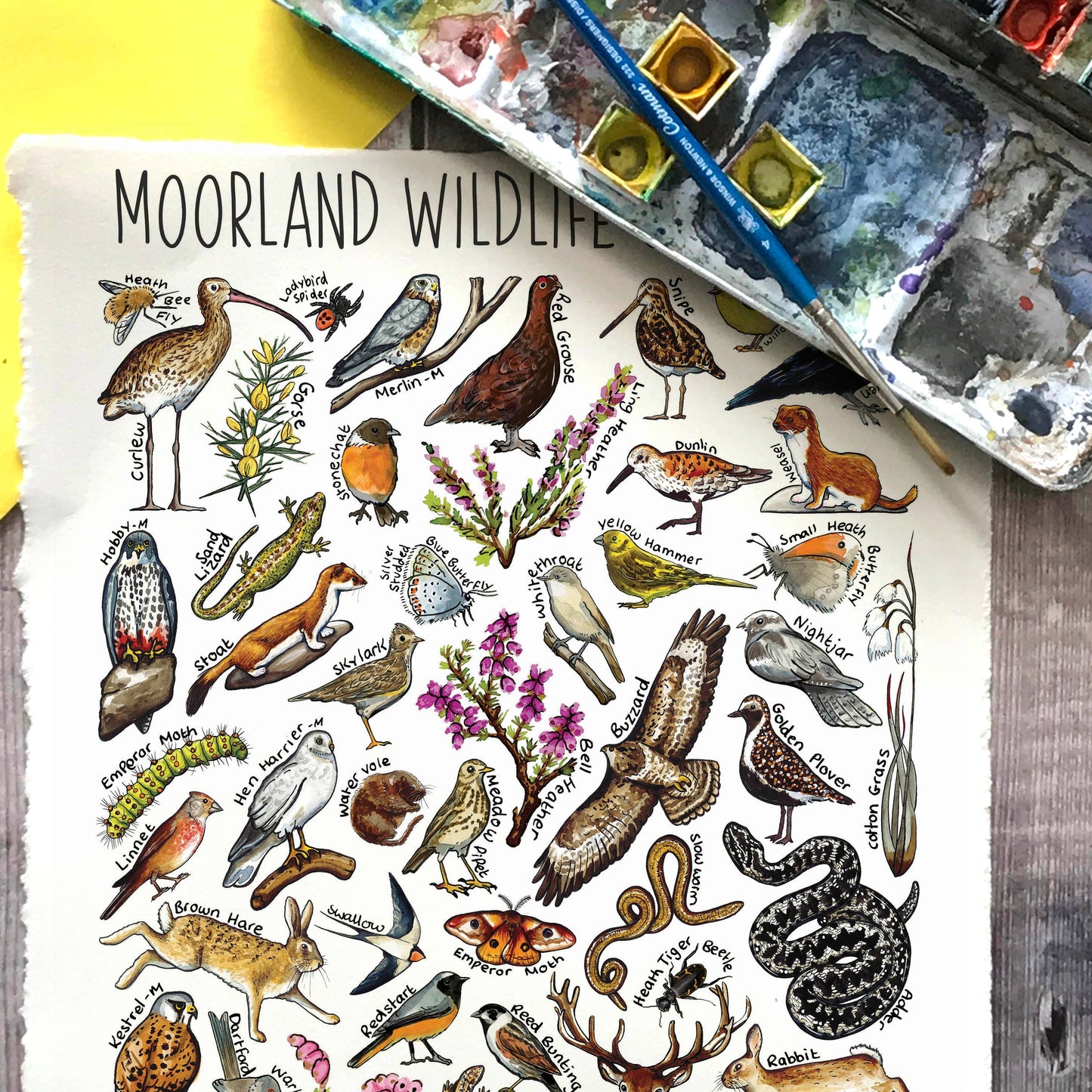 'Moorland Wildlife of Britain' Blank Postcard