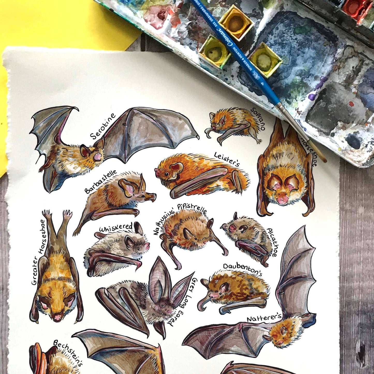 'Bats of Britain' Blank Postcard