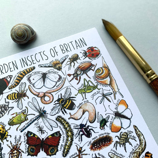 'Garden Insects of Britain' Blank Postcard