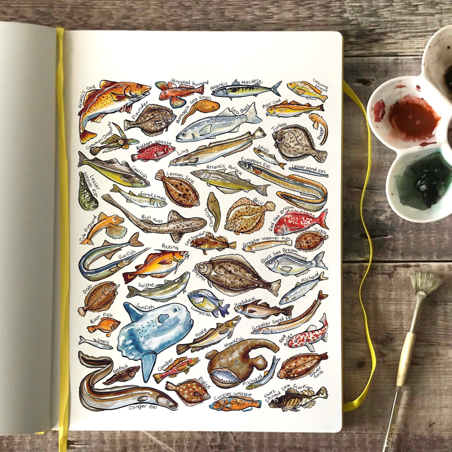 'Sea Fish of Britain' Blank Postcard