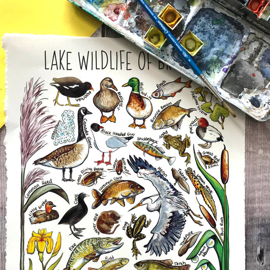 'Lake Wildlife of Britain' Blank Postcard