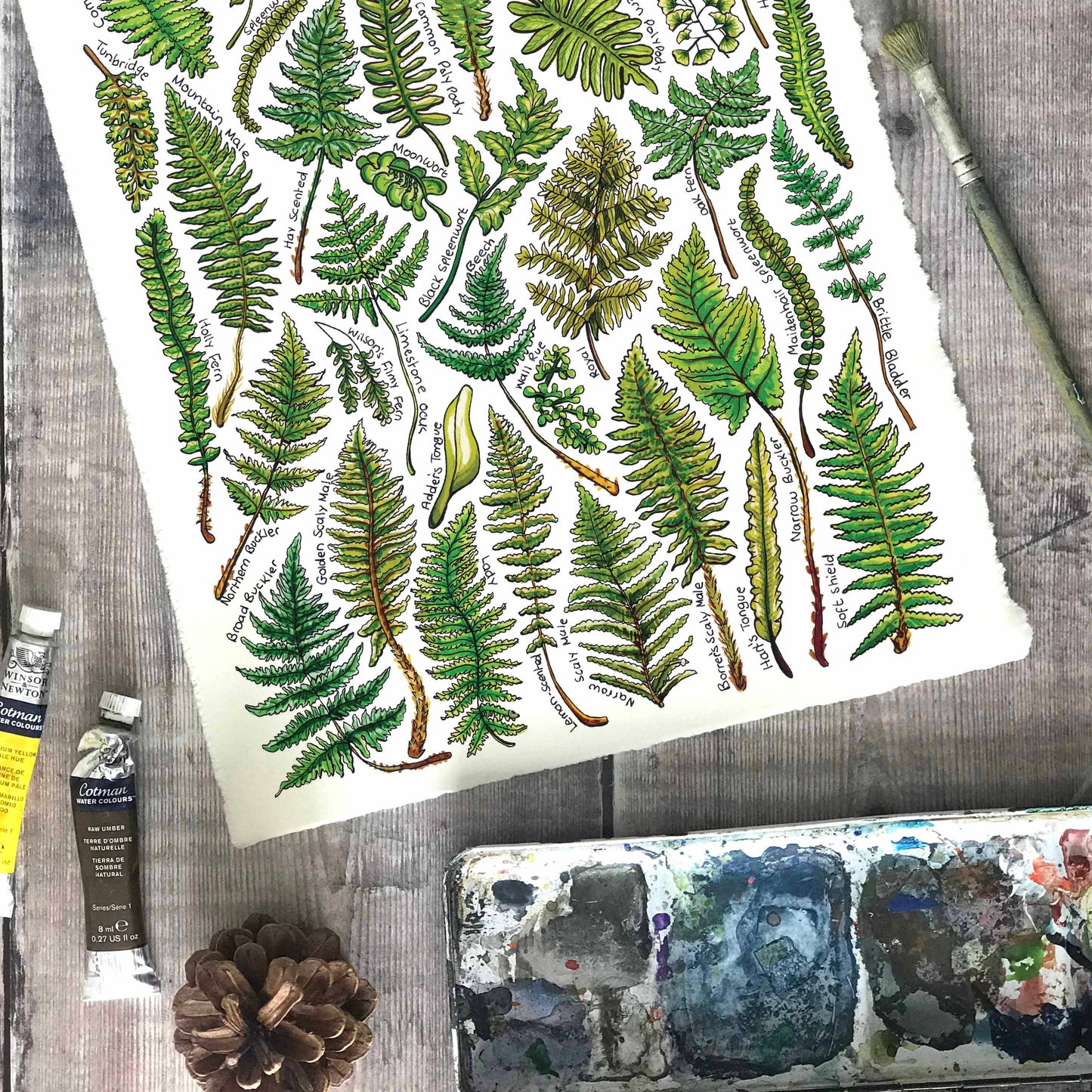 'Ferns of Britain' Blank Postcard