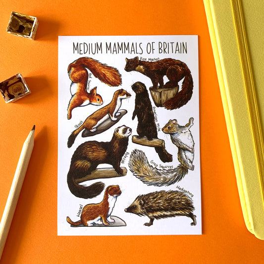 'Medium Mammals of Britain' Blank Postcard