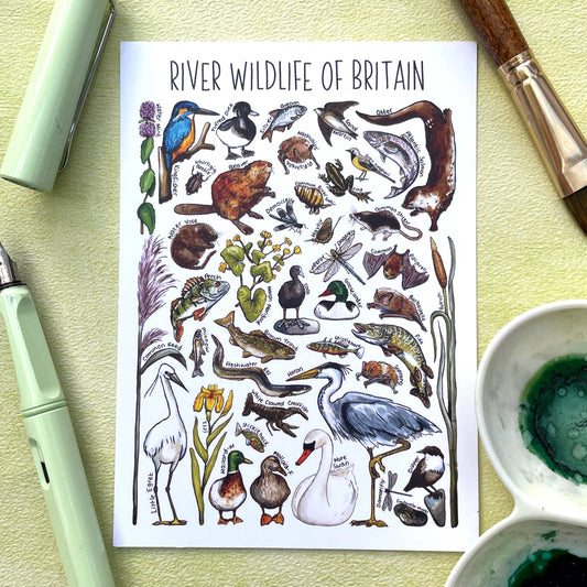 'River Wildlife of Britain' Blank Postcard