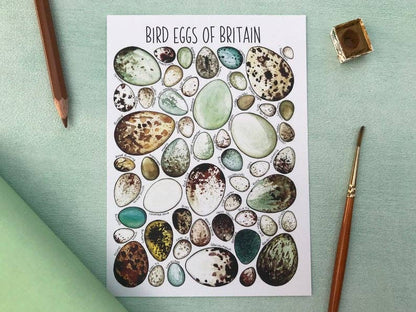 'Eggs of Britain' Blank Postcard