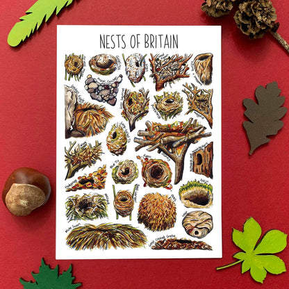 'Nests of Britain' Blank Postcard