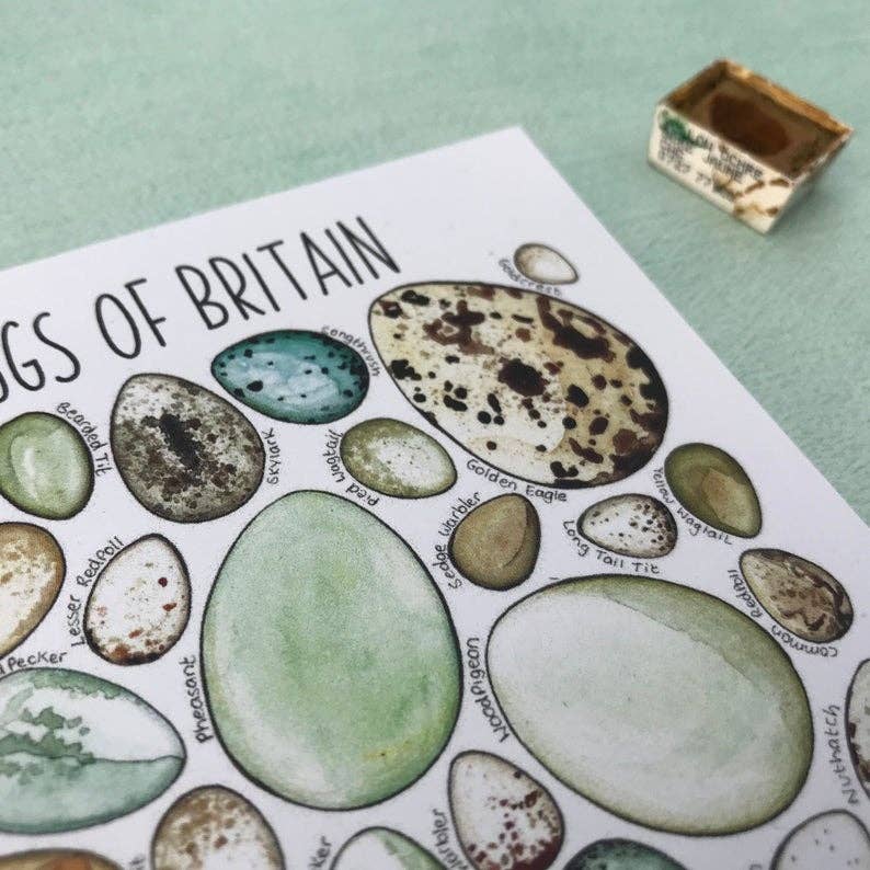 'Eggs of Britain' Blank Postcard