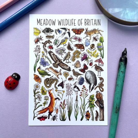 'Meadow Wildlife of Britain' Blank Postcard