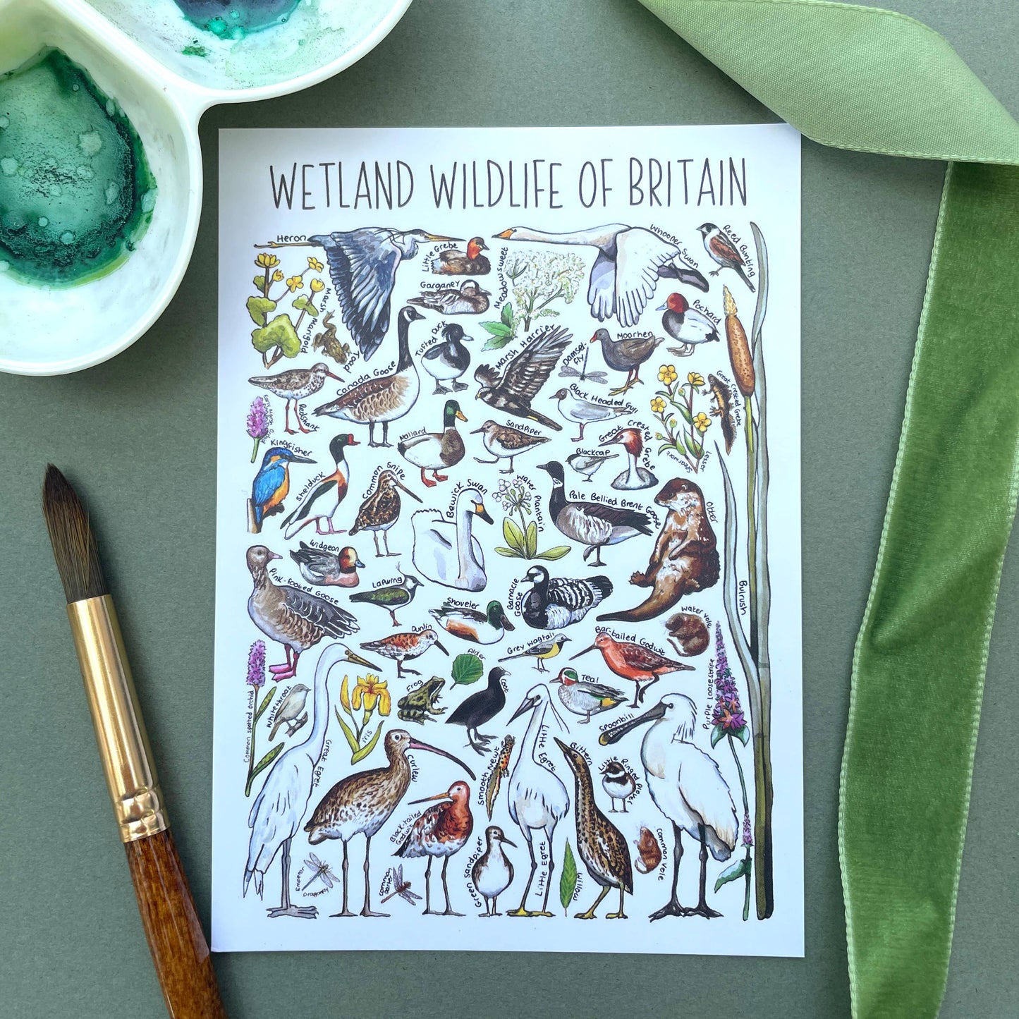 'Wetlands Wildlife of Britain' Blank Postcard