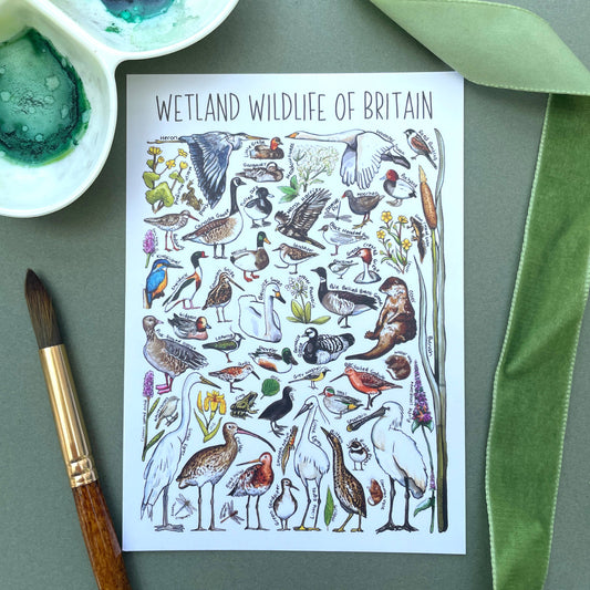 'Wetlands Wildlife of Britain' Blank Postcard