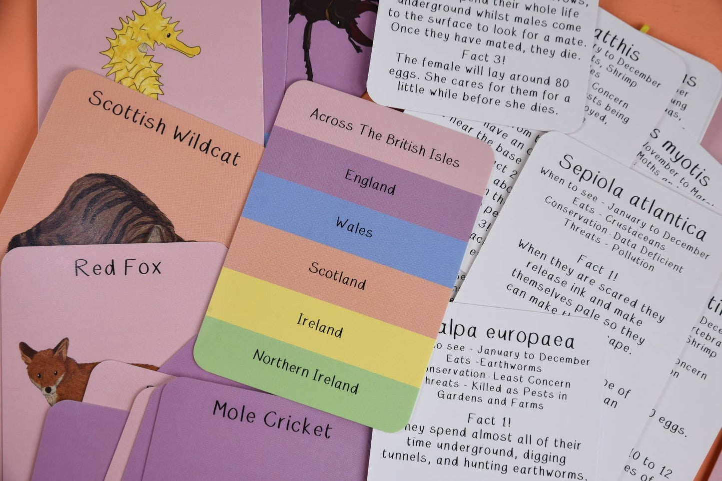 Amazing Animals of the British Isles Fact Cards