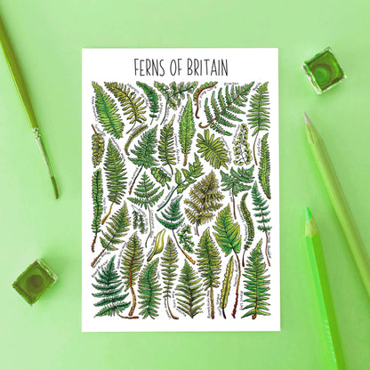 'Ferns of Britain' Blank Postcard