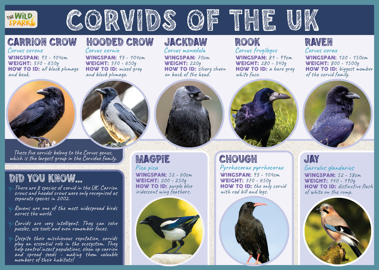 Corvids of the UK Poster