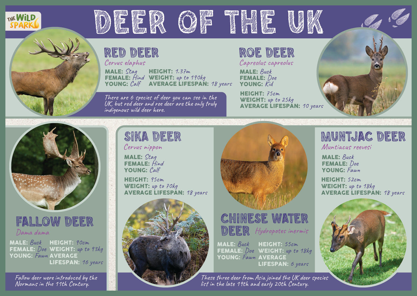 Deer of the UK Poster