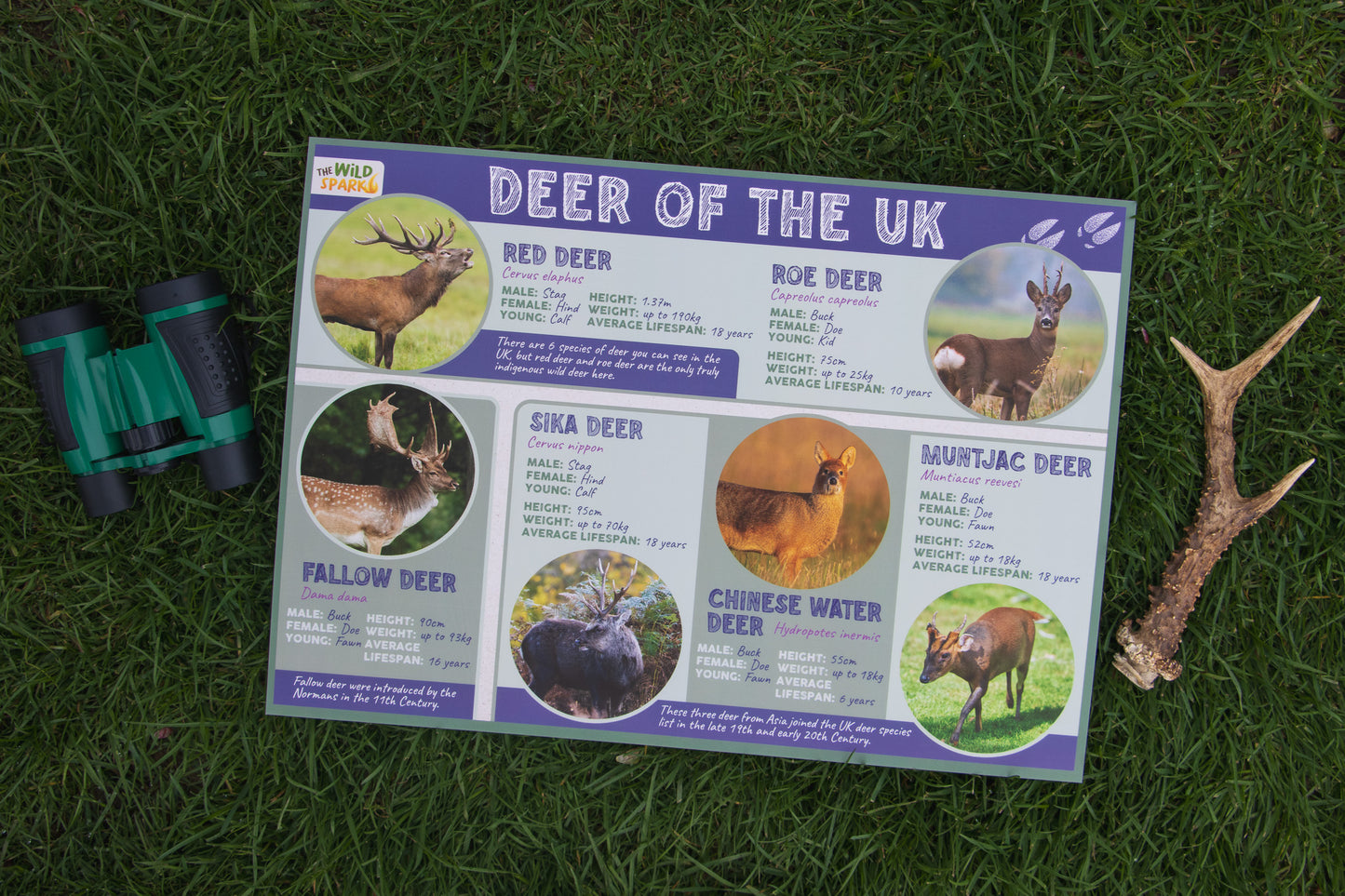 Deer of the UK Poster