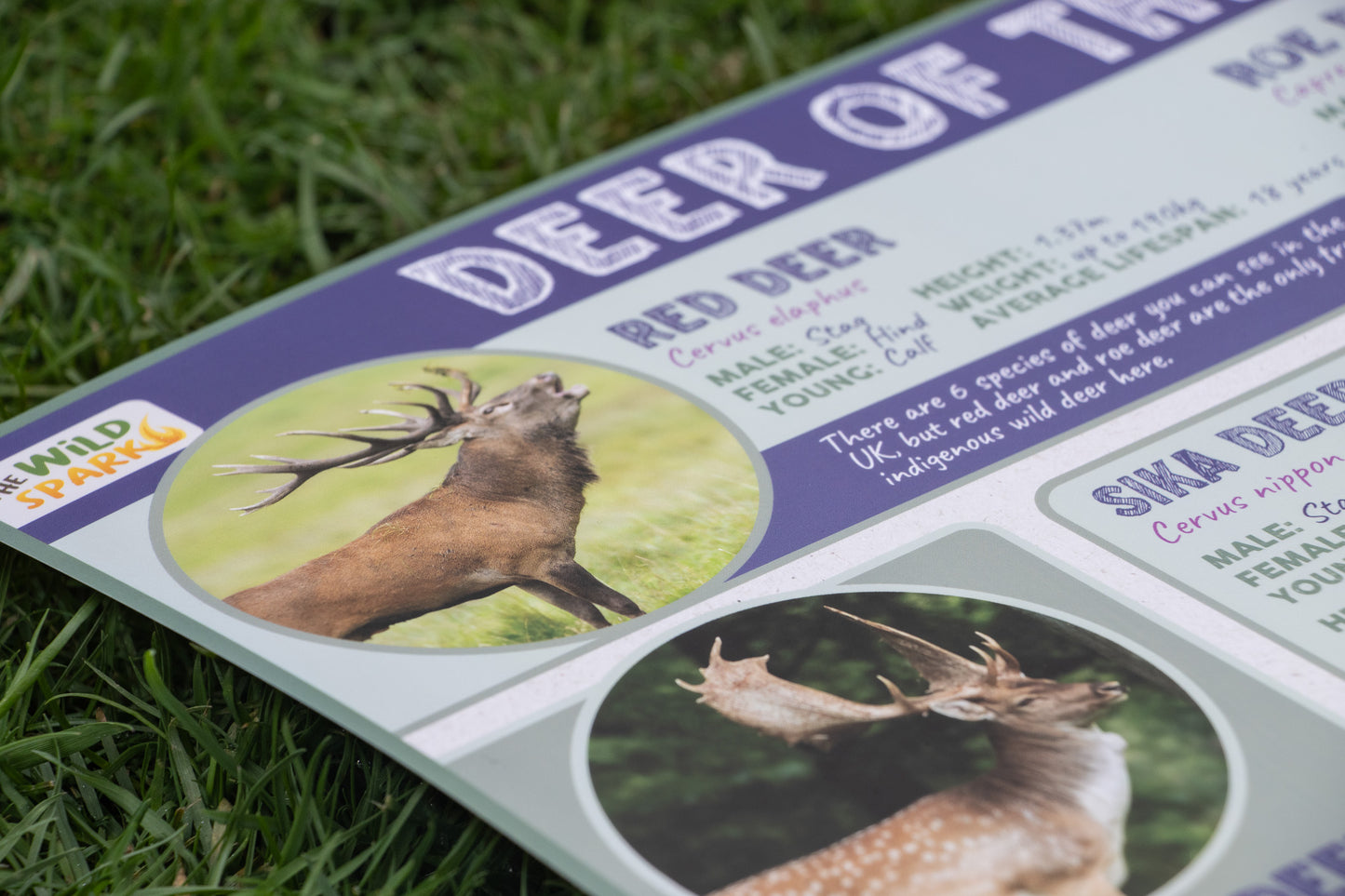 Deer of the UK Poster