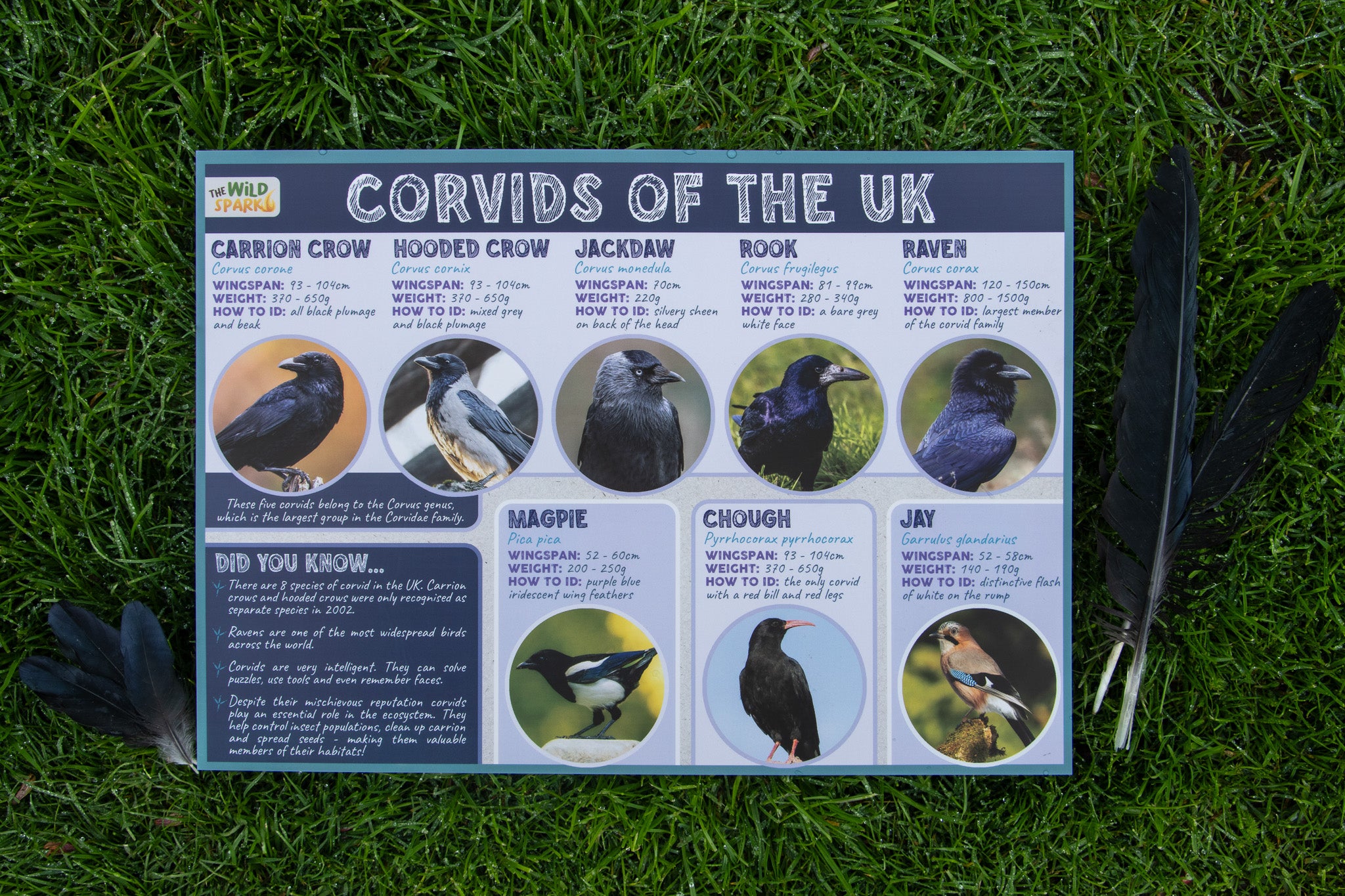 Corvids of the UK Poster – The Wild Spark
