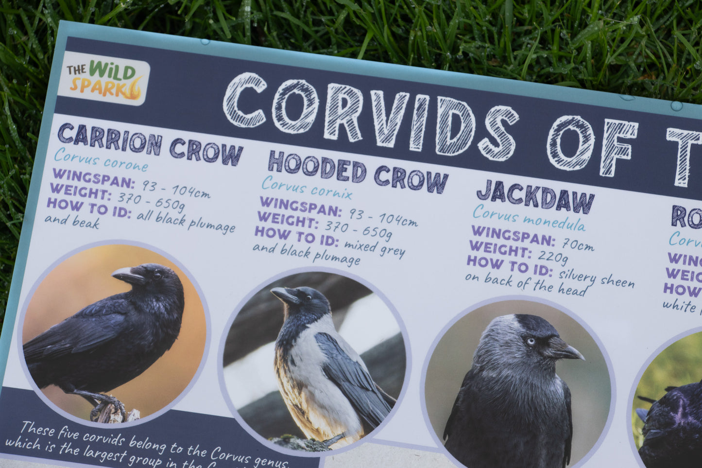 Corvids of the UK Poster