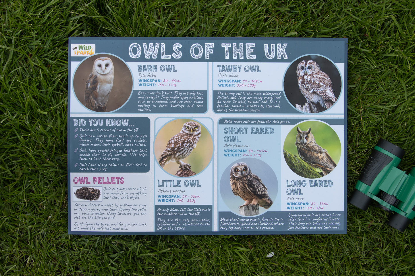 Owls of the UK Poster