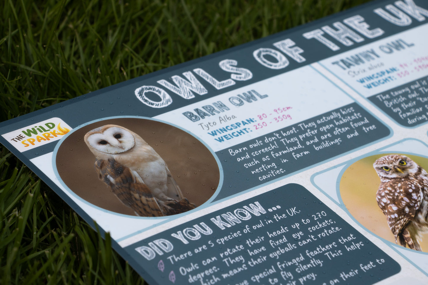 Owls of the UK Poster