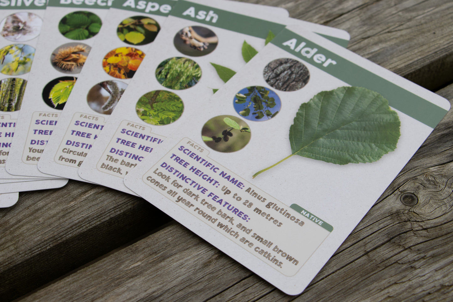 Trees And Leaves In The UK - ID Cards