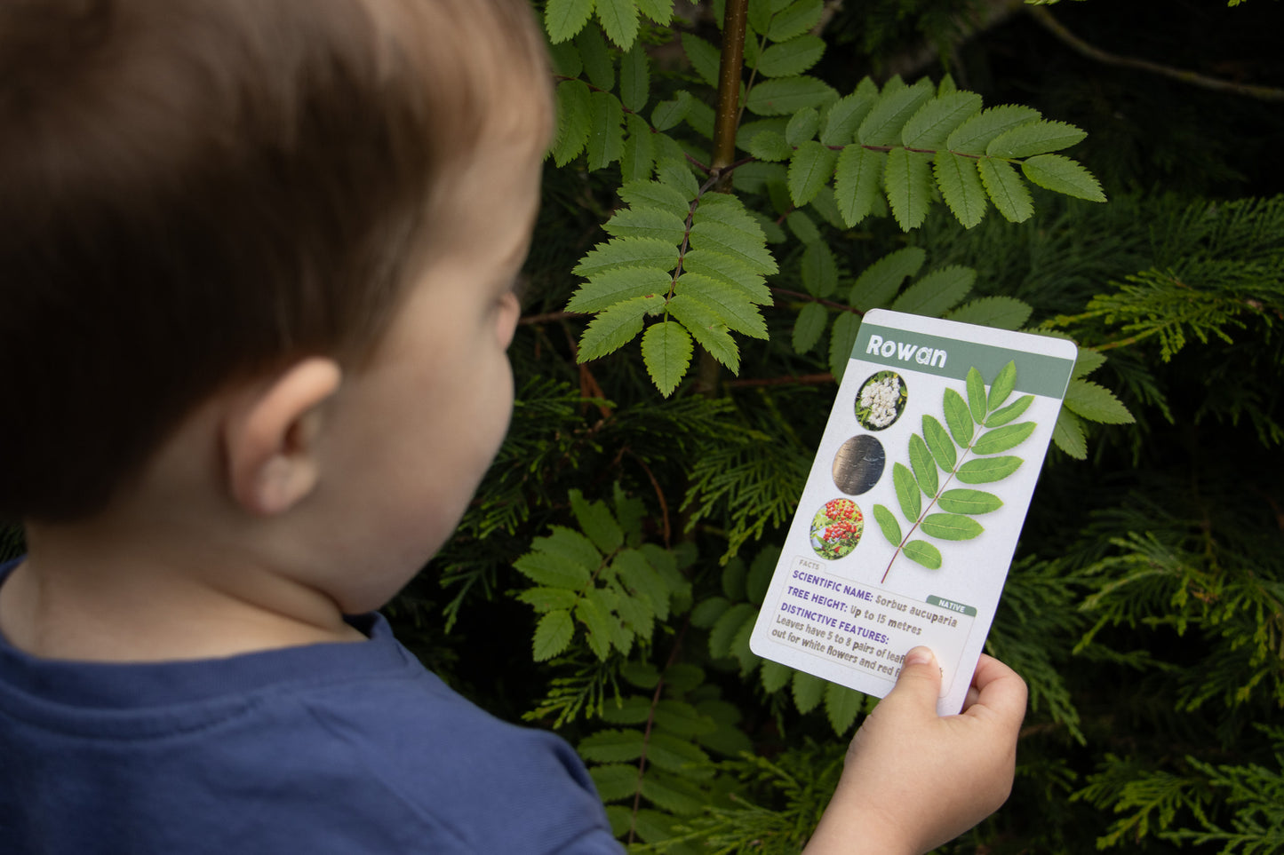 Trees And Leaves In The UK - ID Cards