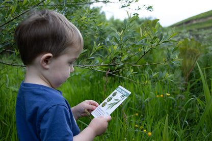 Trees And Leaves In The UK - ID Cards