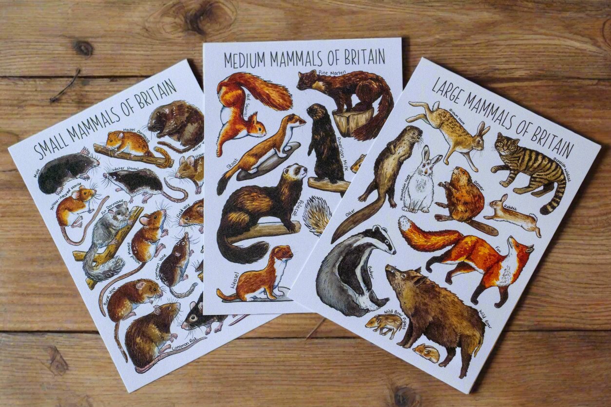 Postcard Bundle - British Mammals