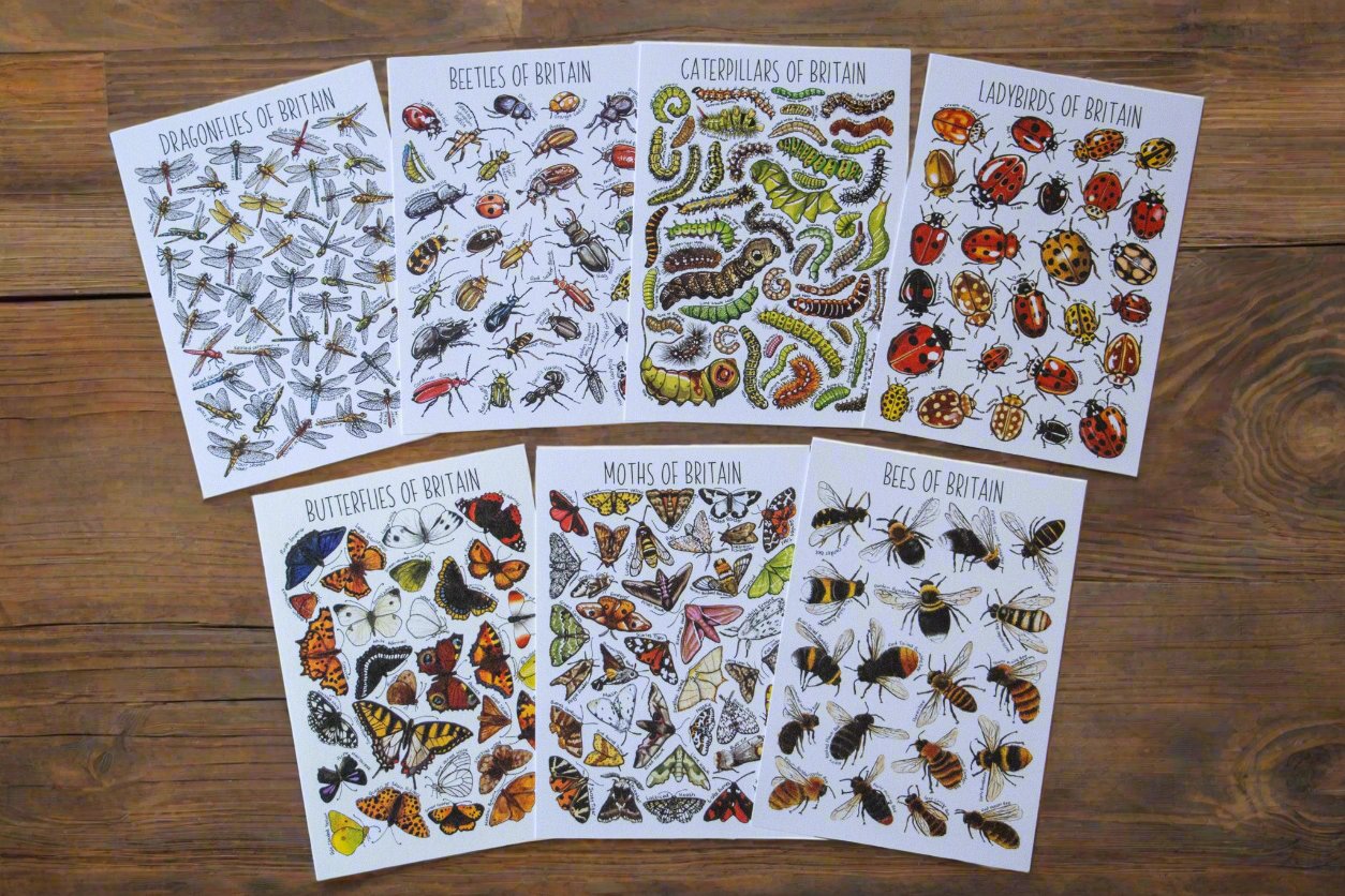 Postcard Bundle - British Bugs & Insects