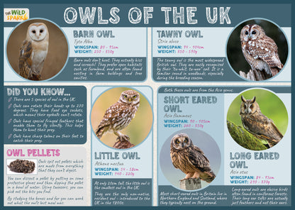 Owls of the UK Poster