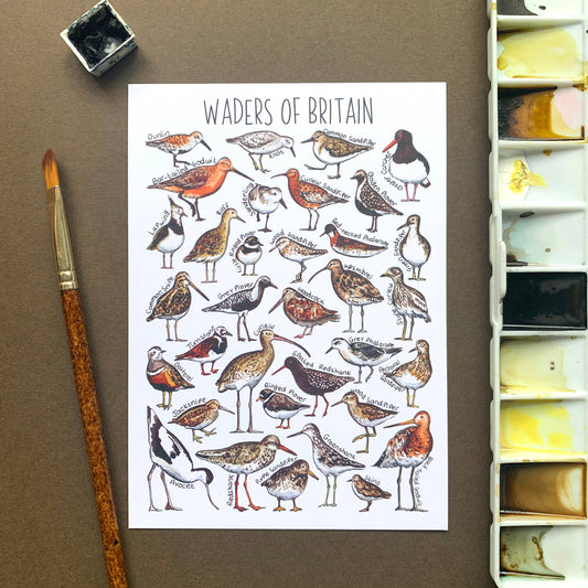 'Waders of Britain' Blank Postcard