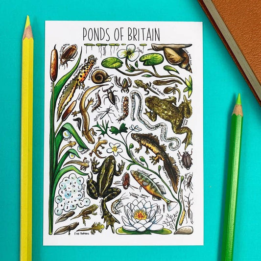 'Pond Life of Britain' Blank Postcard